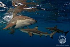 Palau Aggressor II Liveaboard.